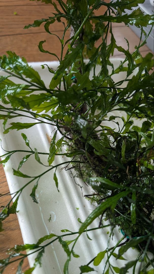 ボルビティスヒュディロティ大株（葉約30枚）とトライデントとウィローモス活着流木