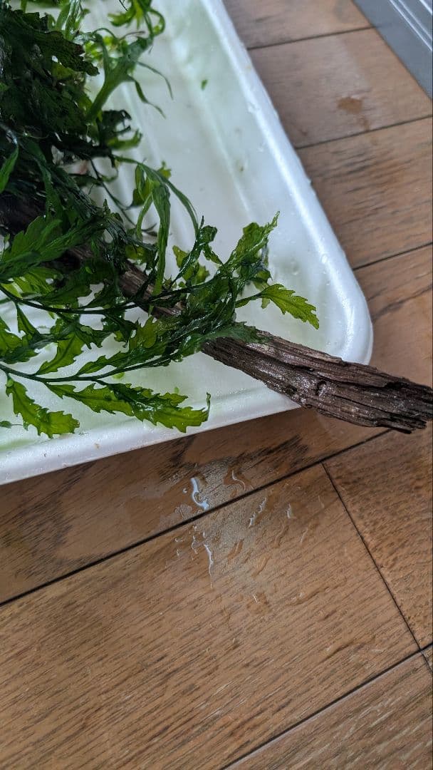 ボルビティスヒュディロティ大株（葉約30枚）とトライデントとウィローモス活着流木