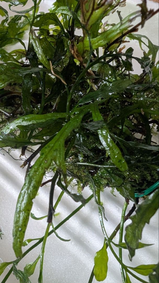 ボルビティスヒュディロティ大株（葉約30枚）とトライデントとウィローモス活着流木