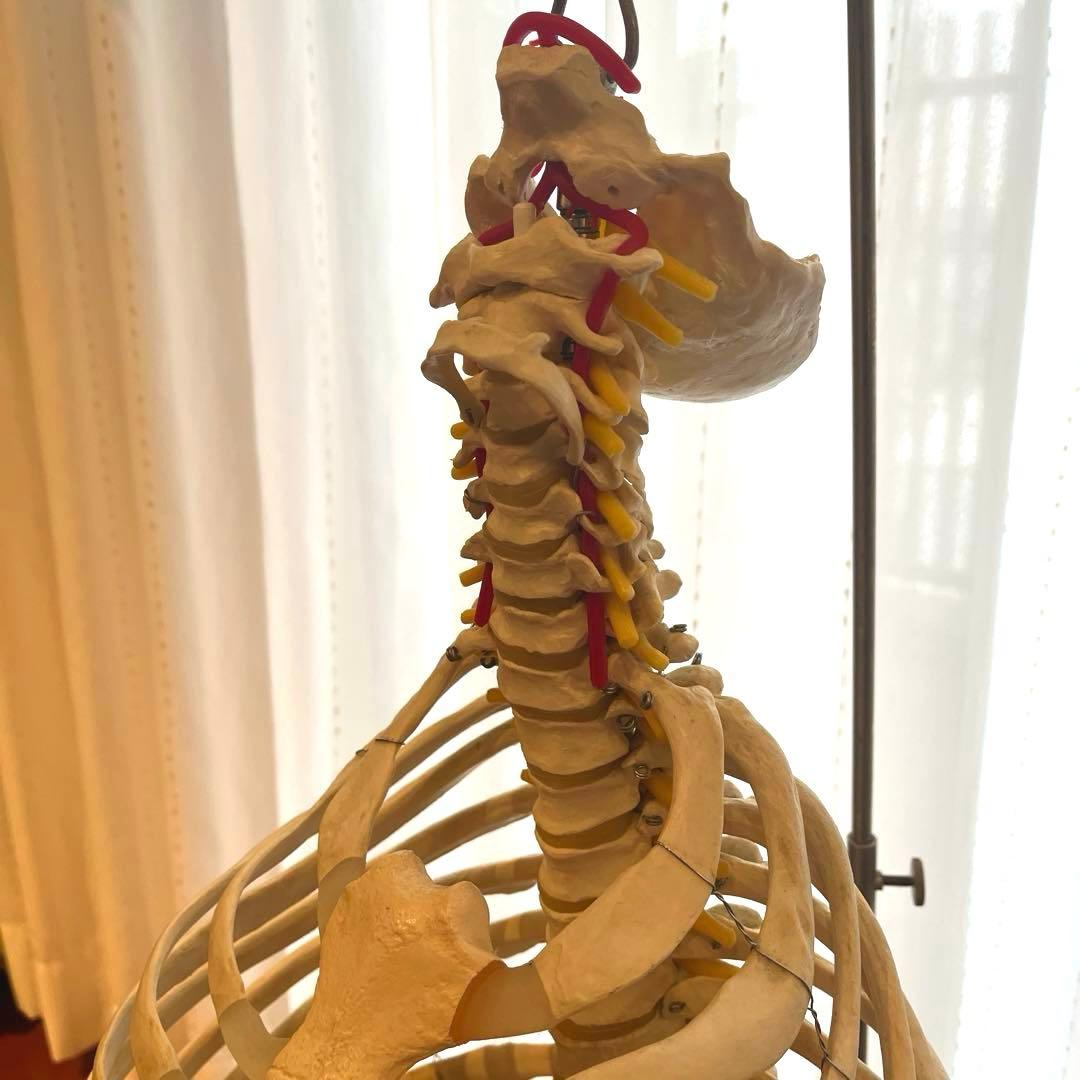 脊柱可動型モデル，胸郭，大腿骨付 3B Smart Anatomy