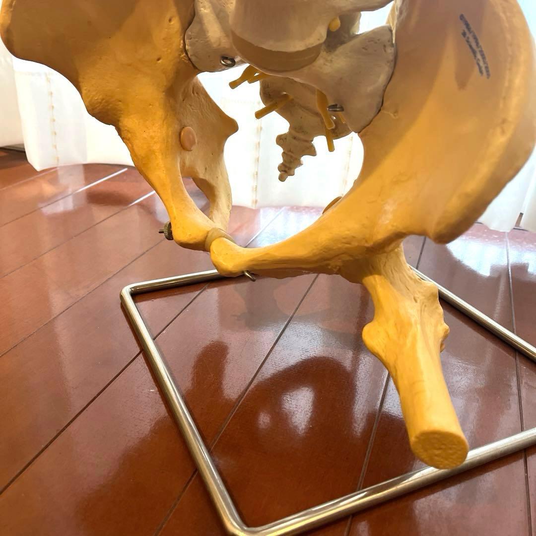 脊柱可動型モデル，胸郭，大腿骨付 3B Smart Anatomy