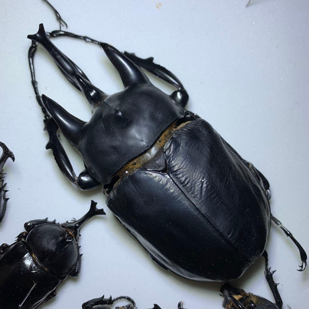 【特大120mm】アクティオンゾウカブト（レックスゾウカブト）標本　フ節欠有