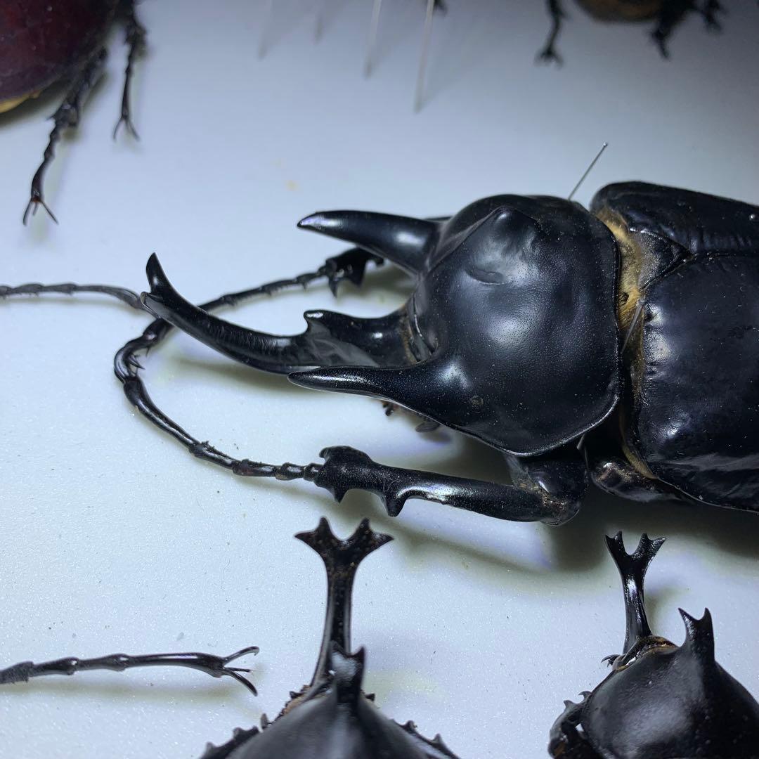 【特大120mm】アクティオンゾウカブト（レックスゾウカブト）標本　フ節欠有