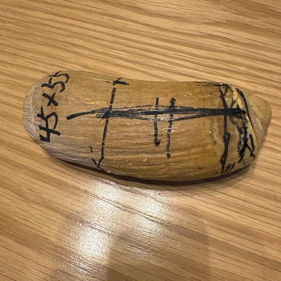 マッコウクジラの歯 382g 鯨牙 鯨歯 歯牙 天然素材 歯 印材