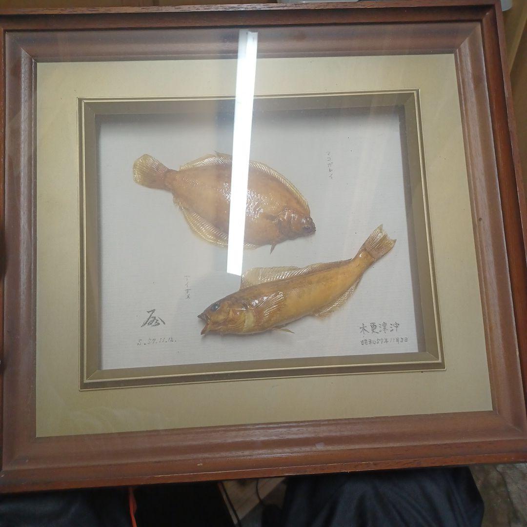 魚標本　　木更津沖　昭和53年