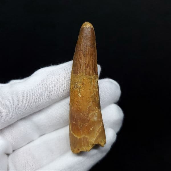 美品 スピノサウルス 本物 モロッコ産 60.90mm ケース付き sp360