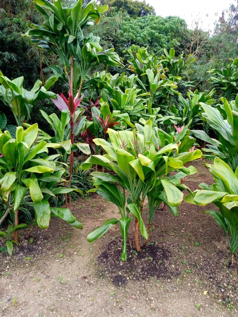 ハワイ産沖縄育ちの\"ティーリ−フ”