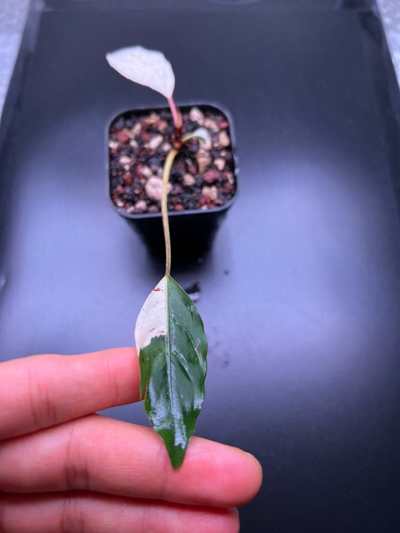 o*o様 ブセファランドラ（斑入り株）Bucephalandra Pipto