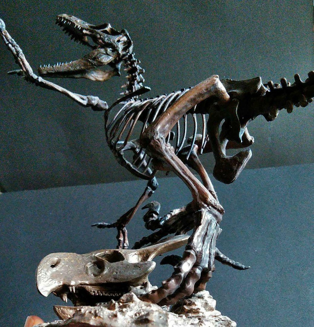 恐竜　化石　骨格　標本　獣脚類　骨格モデル