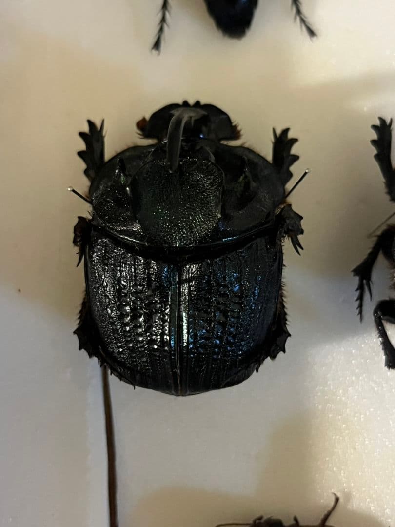 【54mm♂】エンシフェールオオニジダイコクコガネ エンシフェル昆虫標本糞虫甲虫