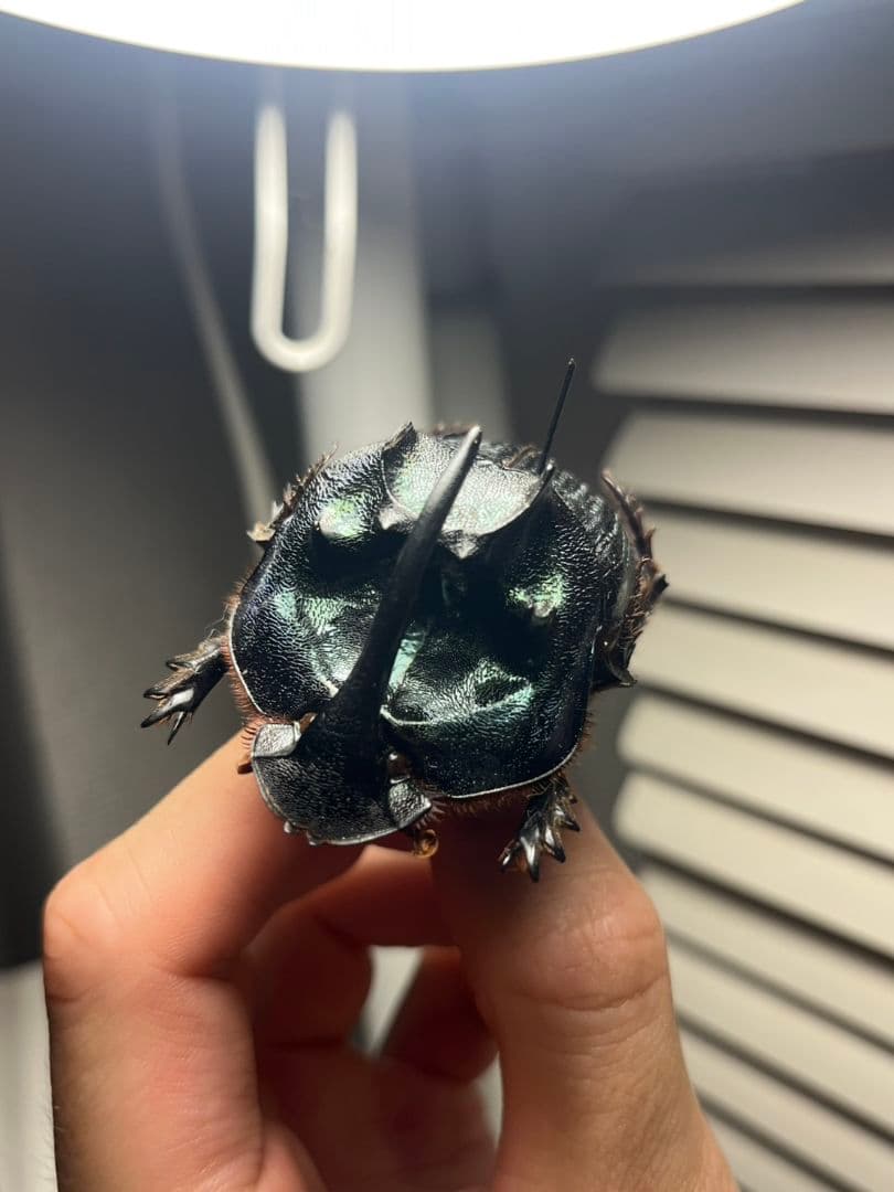 【54mm♂】エンシフェールオオニジダイコクコガネ エンシフェル昆虫標本糞虫甲虫