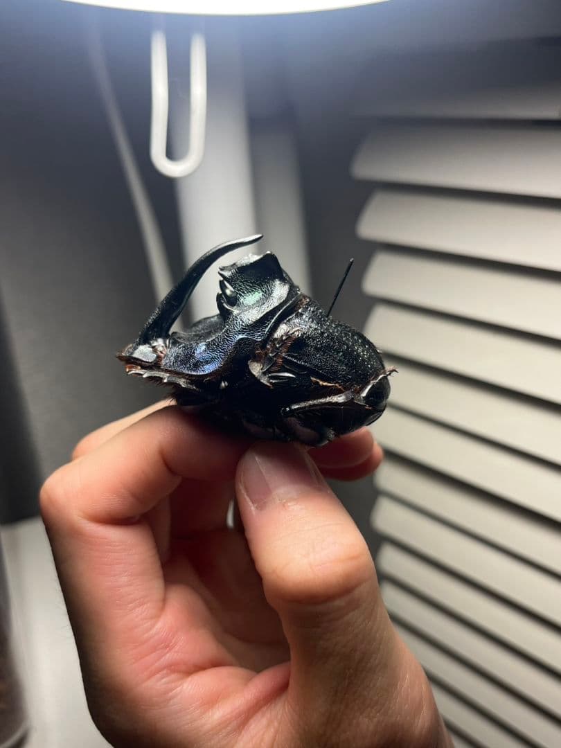 【54mm♂】エンシフェールオオニジダイコクコガネ エンシフェル昆虫標本糞虫甲虫