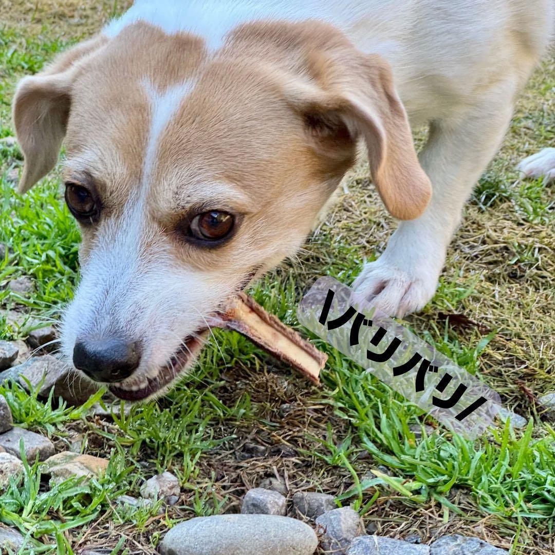 お得用‼️1000g 鹿あばらジャーキー 中小型犬向けサイズ 鹿肉ジャーキー