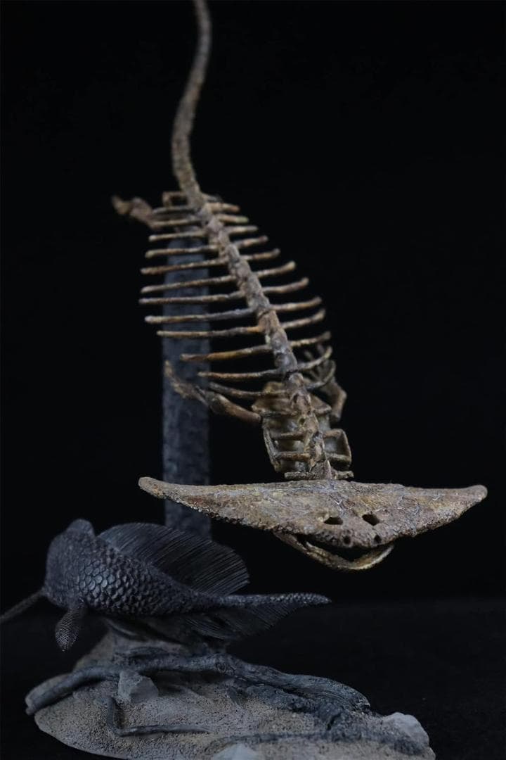 ディプロカウルス 化石