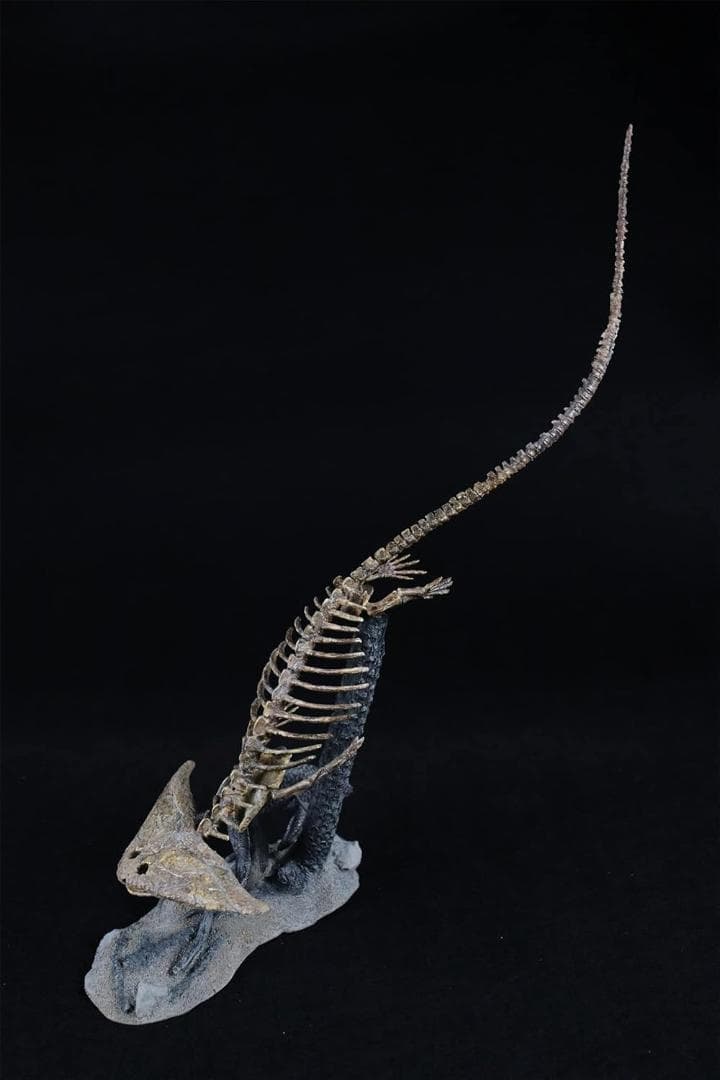 ディプロカウルス 化石