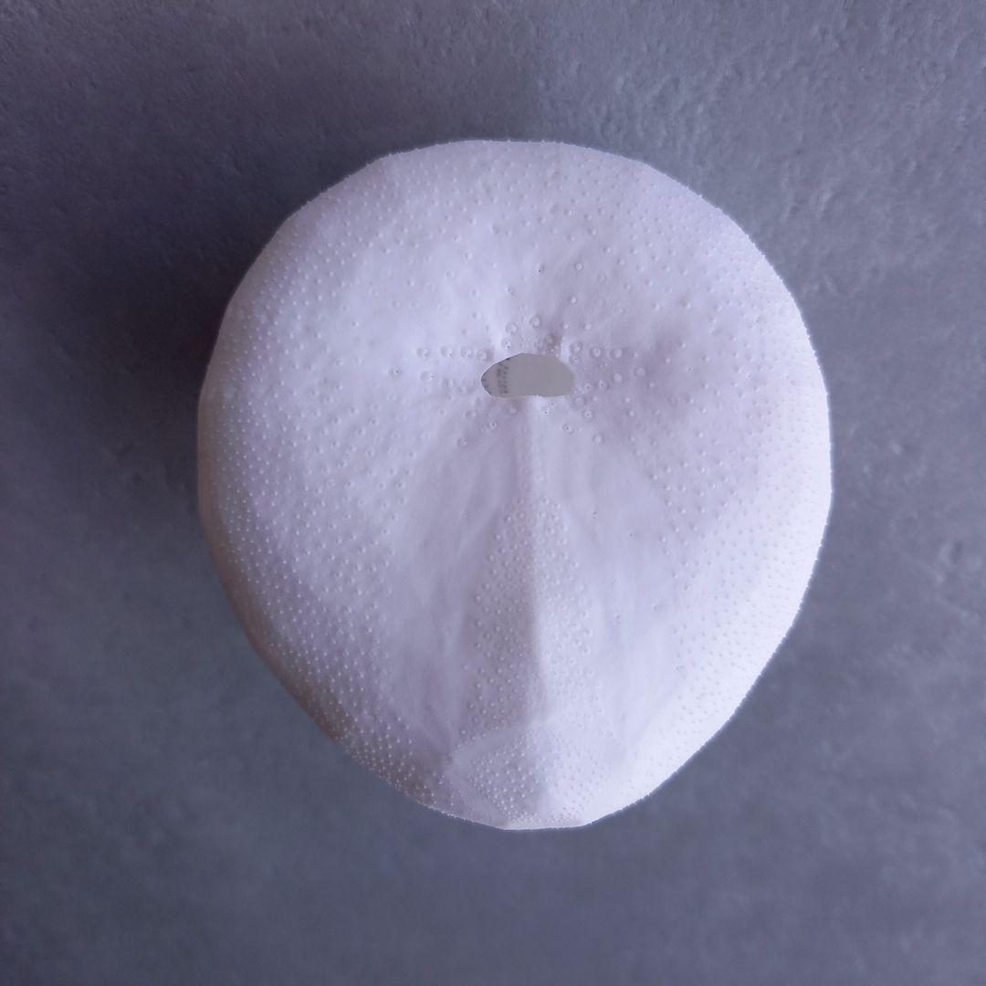 イシブンブク　フリーク　個体　殻