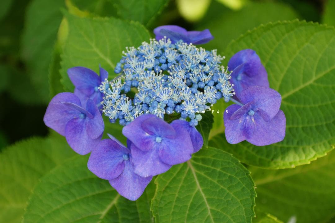 ★名門★Rodenstock Trinar 75mm F4.5 Lマウント 美品