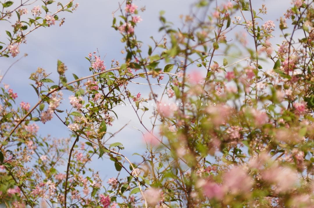 ★名門★Rodenstock Trinar 75mm F4.5 Lマウント 美品