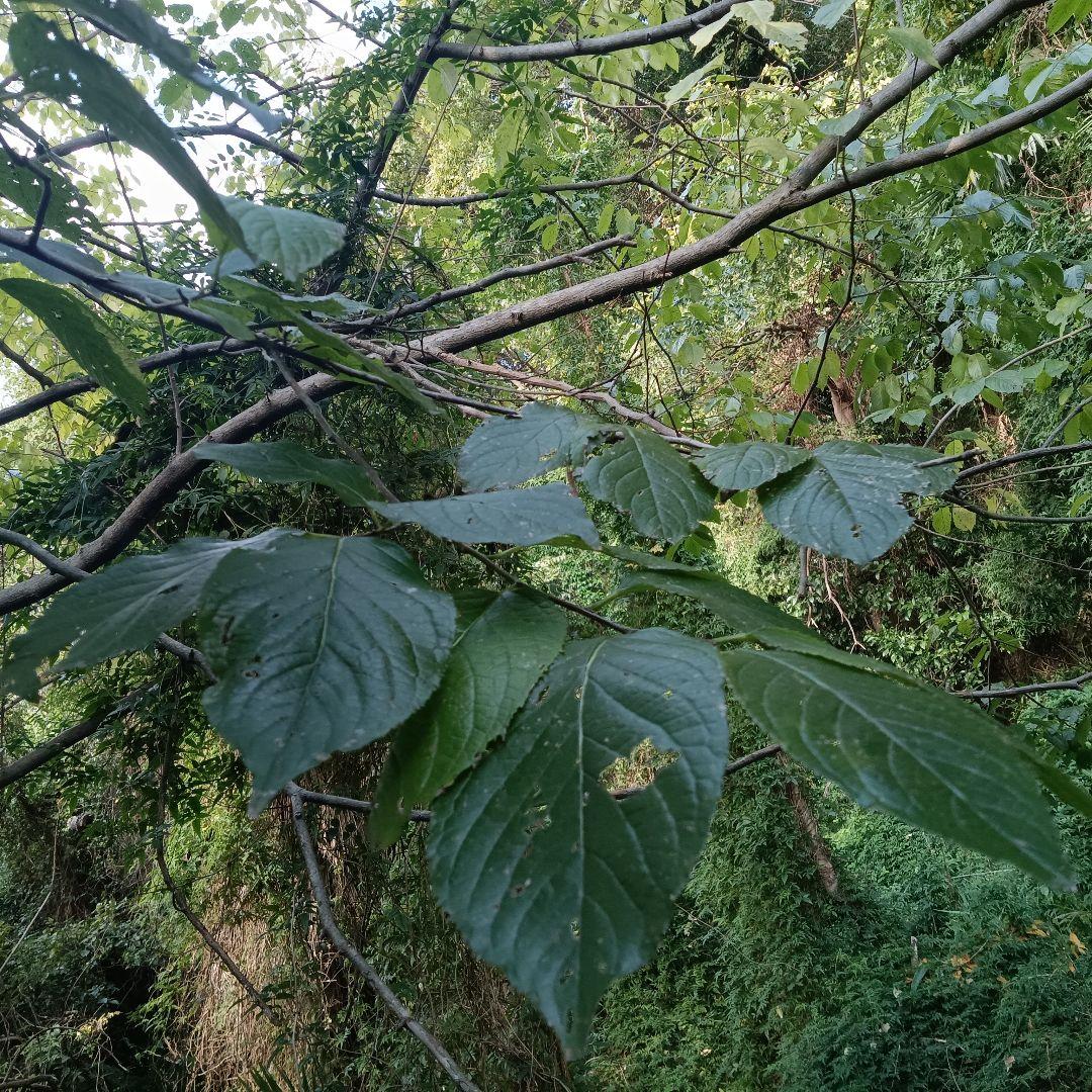 杜仲 樹皮枝 無農薬 無除草剤 無添加物 安全 ペット用品 和歌山 産直 レア