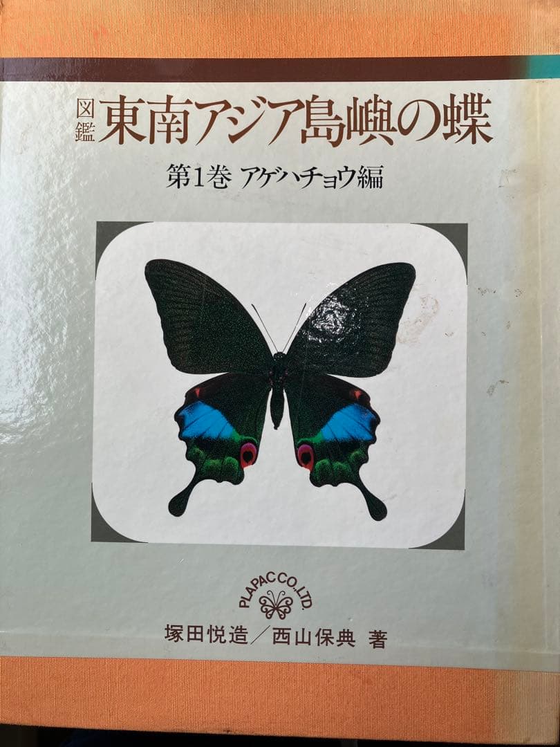 東南アジアの蝶