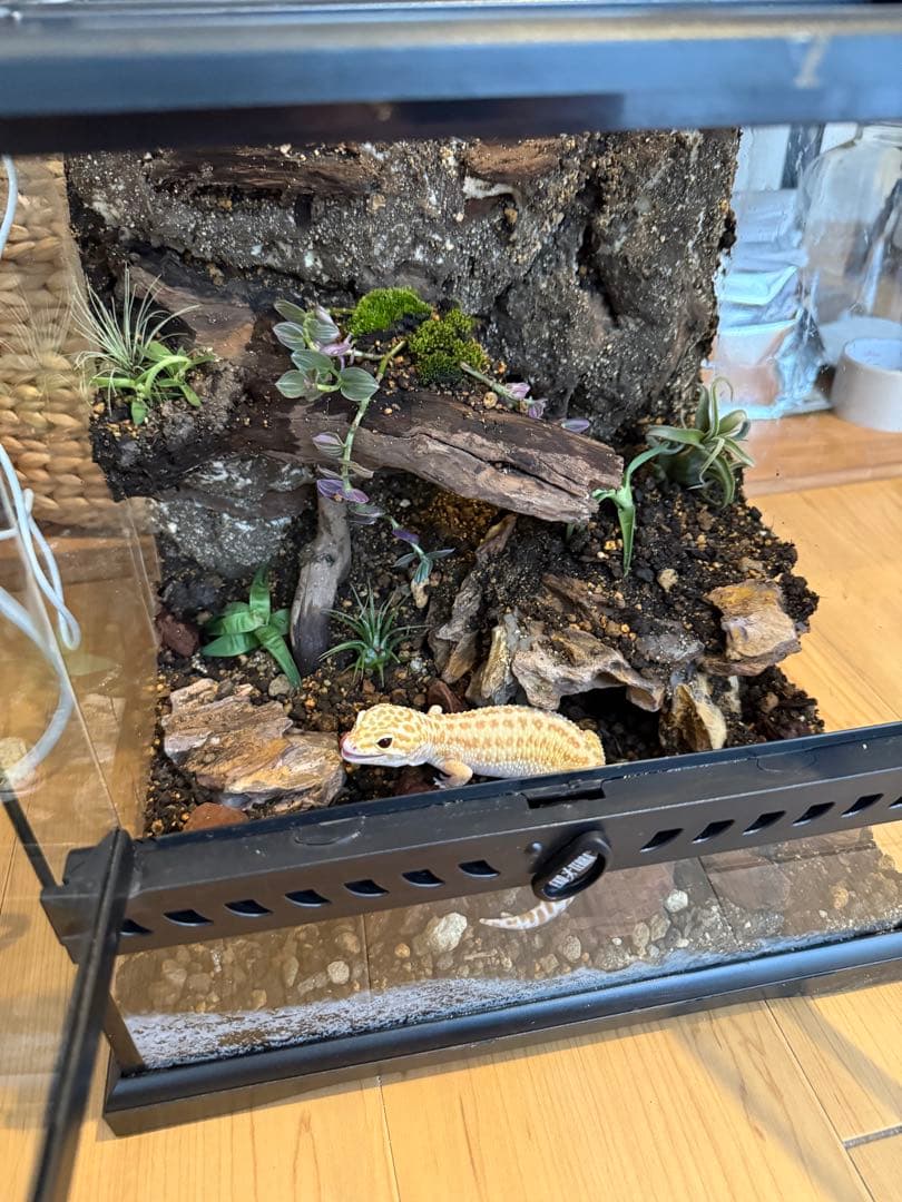 ビバリウム、テラリウム