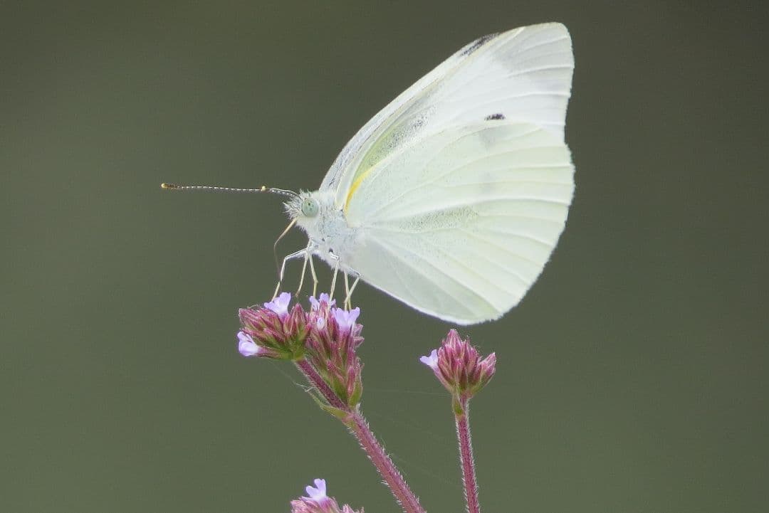 今年もアオバズク来る❢ 2024.6.2