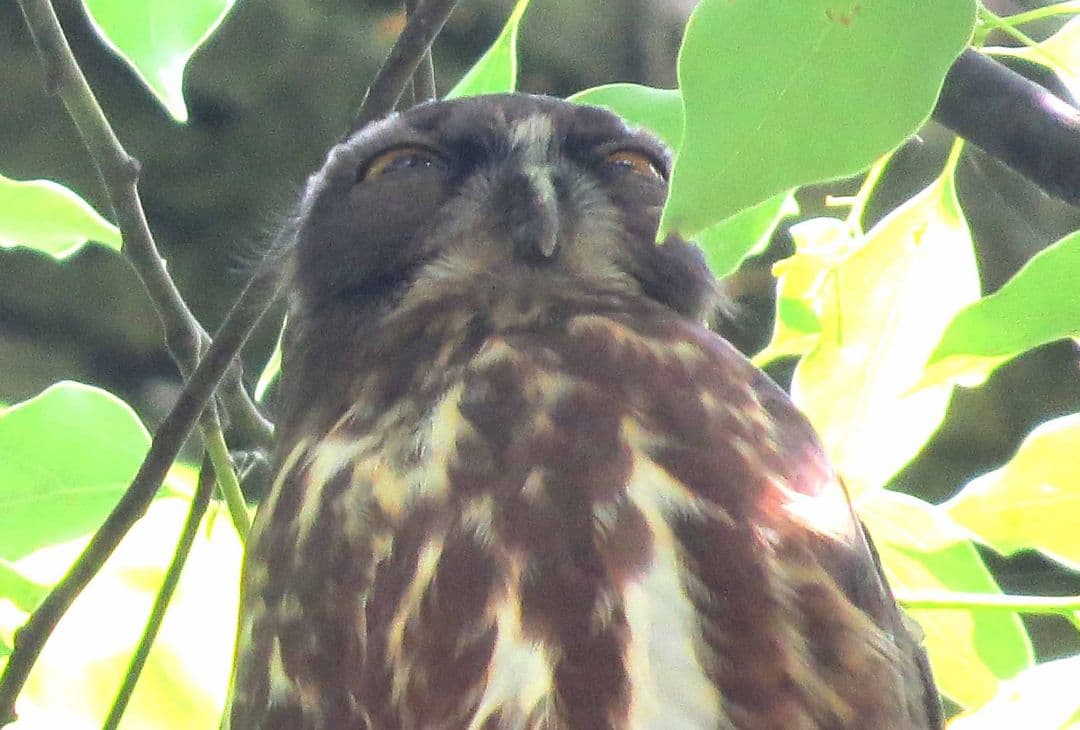 今年もアオバズク来る❢ 2024.6.2