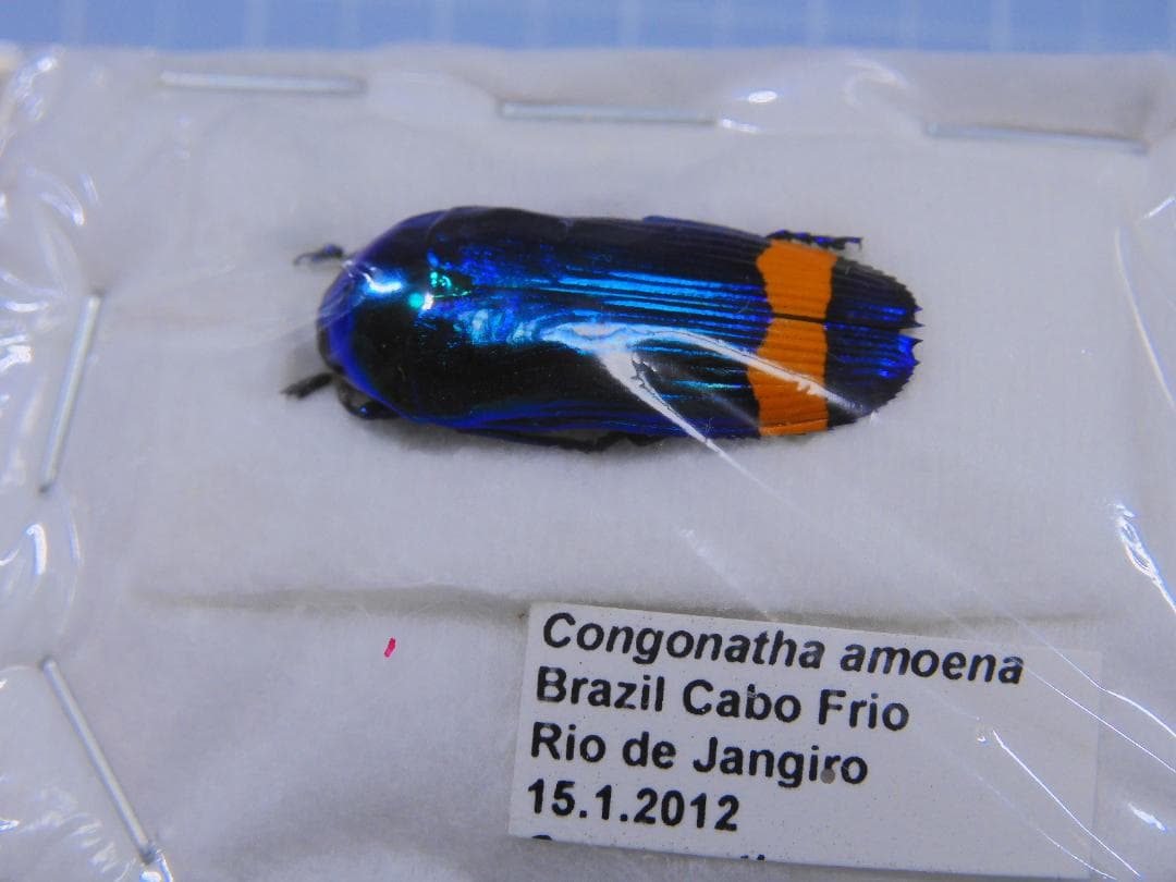 ブラジル産　ナンベイムカシタマムシ　23mm