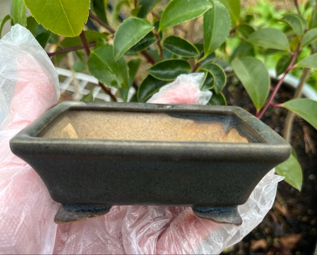 小品盆栽鉢　盆栽鉢　佑泉