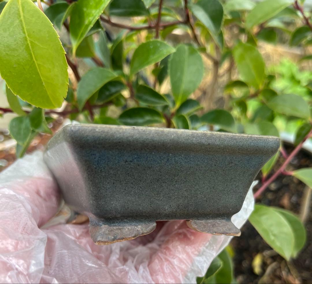 小品盆栽鉢　盆栽鉢　佑泉