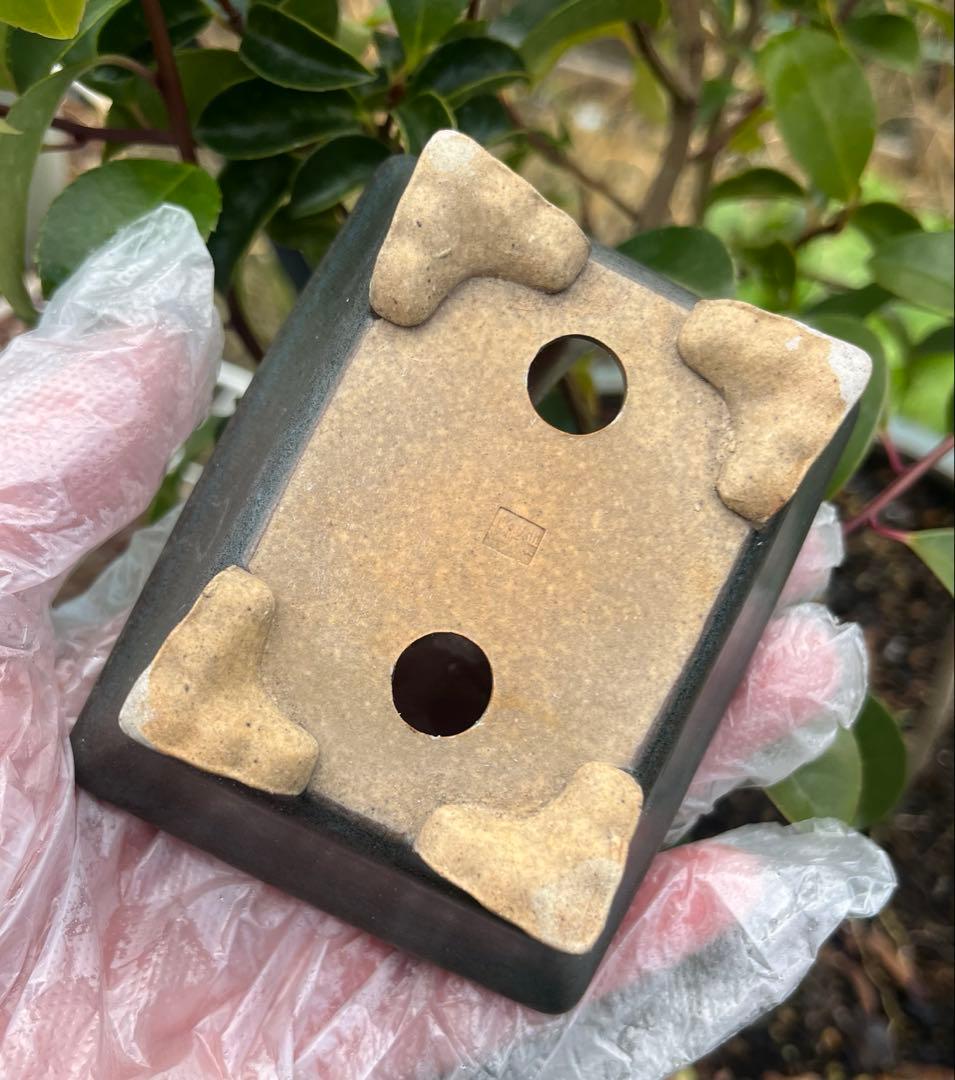 小品盆栽鉢　盆栽鉢　佑泉