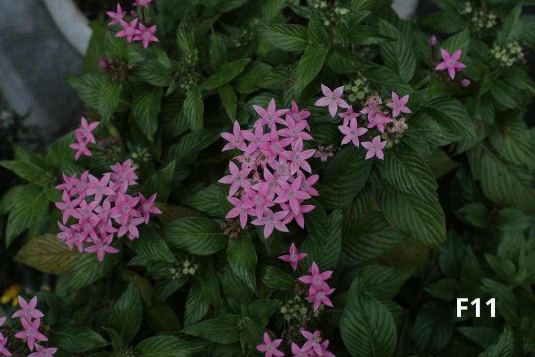 【Kマウント】Carl Zeiss Planar 50mm f/1.4 MMJ