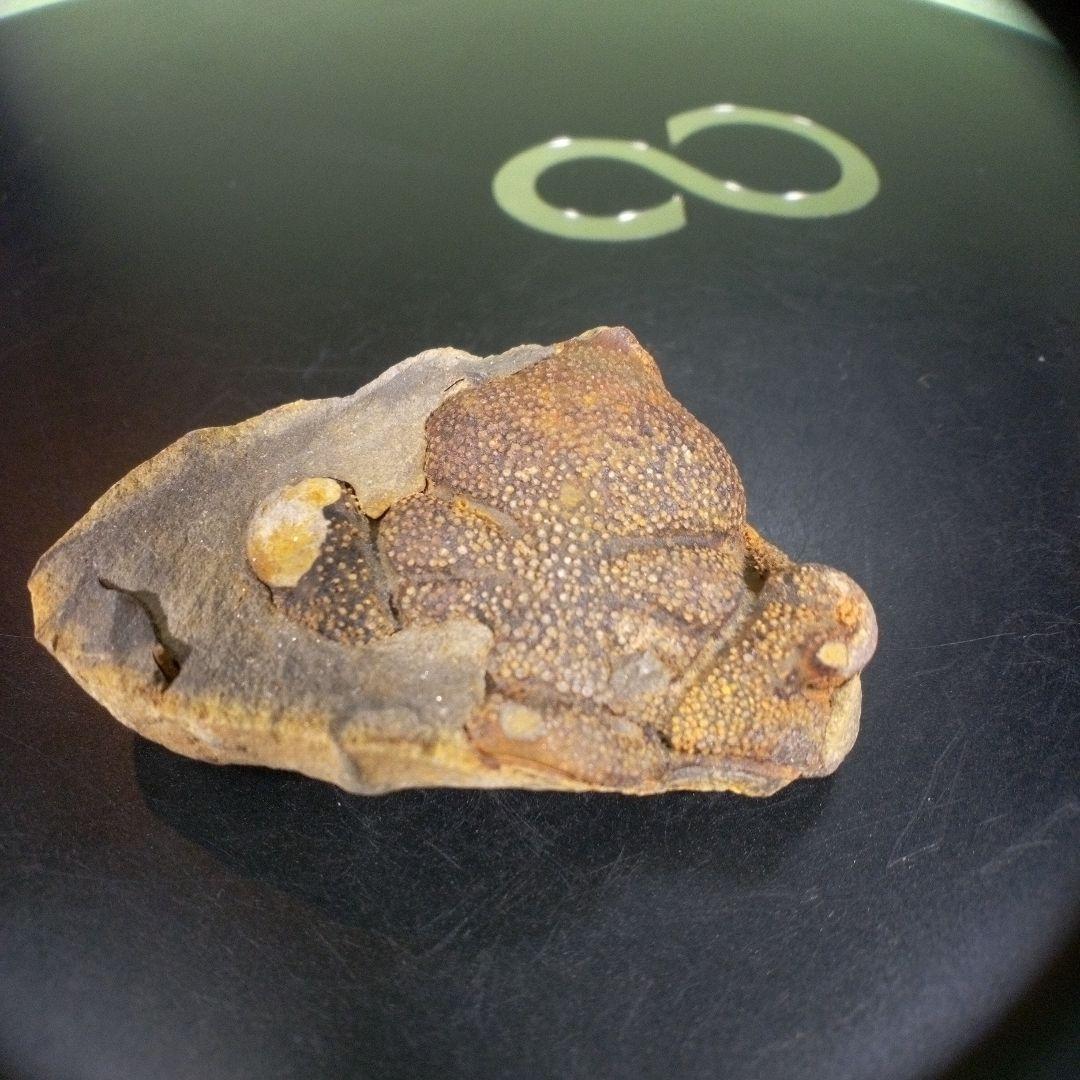 三葉虫　化石　fossil　海　ボリビア産　trilobite　ボリビア化石郡⑨