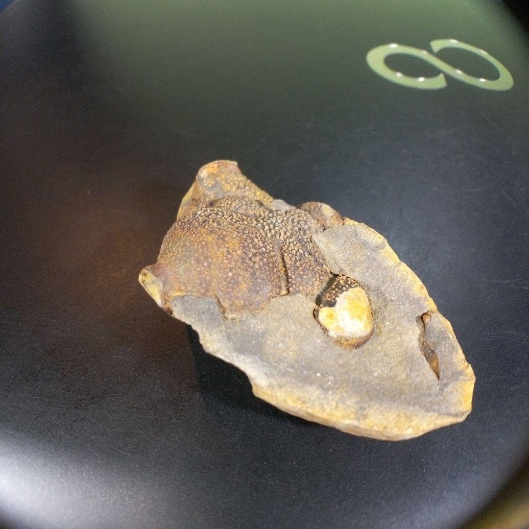 三葉虫　化石　fossil　海　ボリビア産　trilobite　ボリビア化石郡⑨