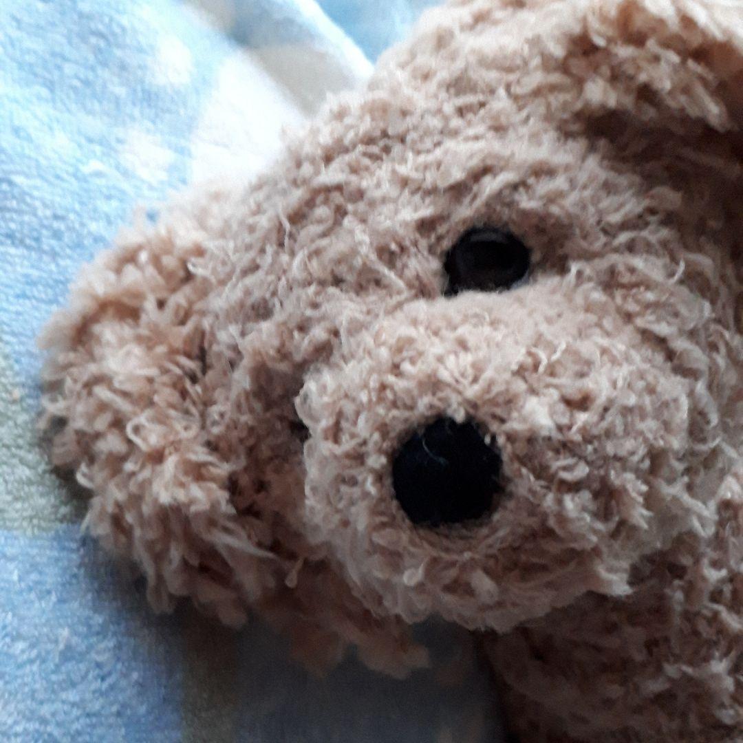 サイズの参考に！腹巻きのトイプードル　羊毛フェルト