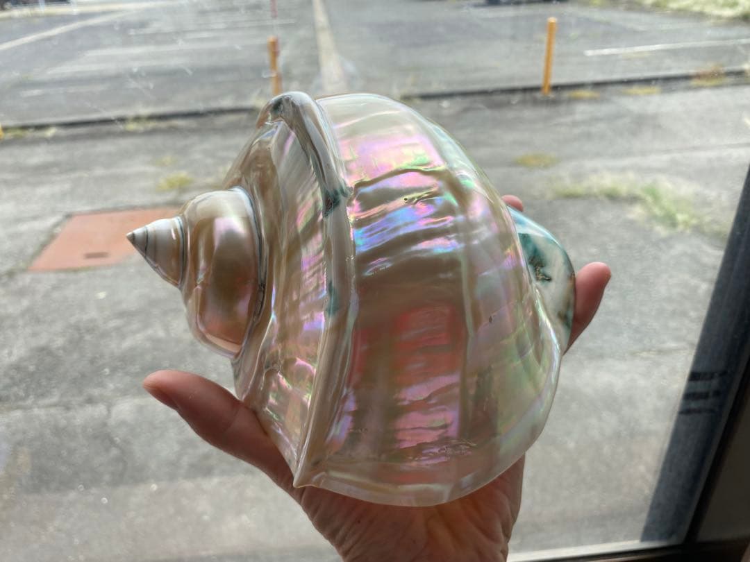 夜光貝　高級な夜光貝　特大サイズ16x18cm 色合いがとても美しい　置物
