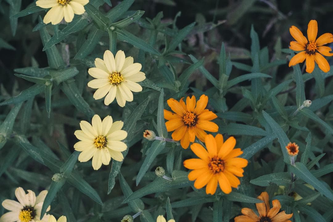 木村文乃使用モデル！Leica Elmarit 90mm F2.8オールドレンズ