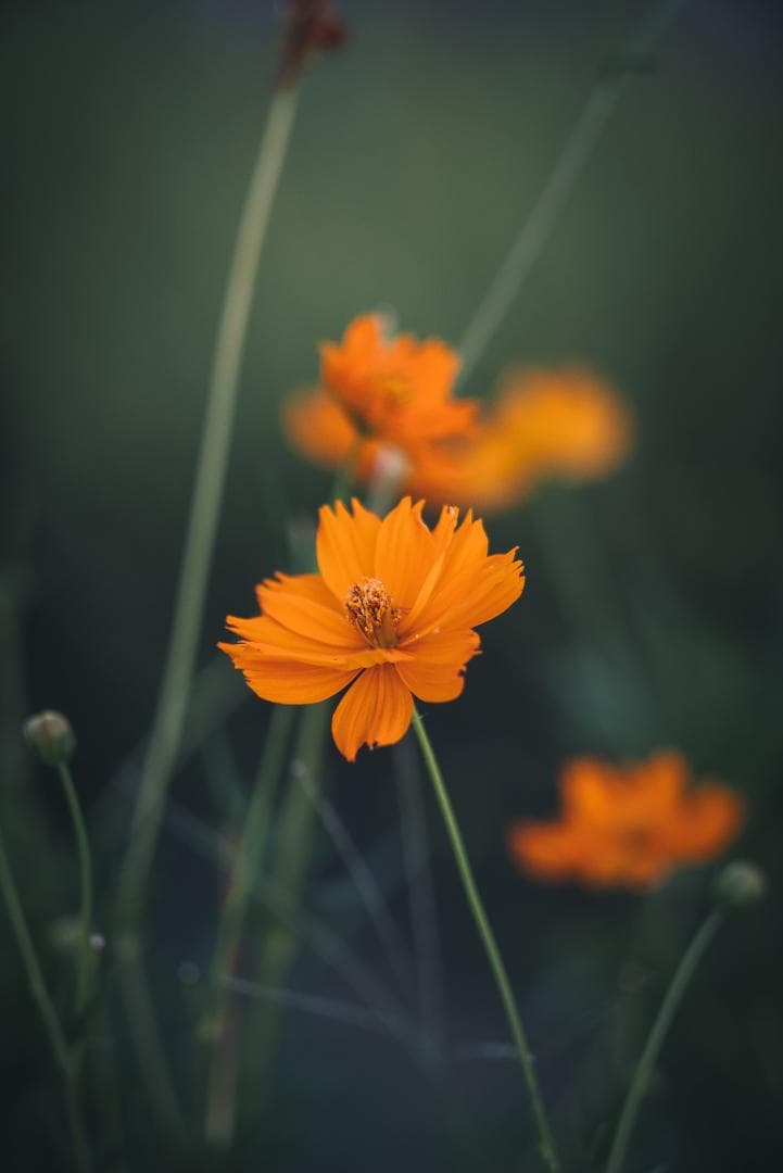 木村文乃使用モデル！Leica Elmarit 90mm F2.8オールドレンズ