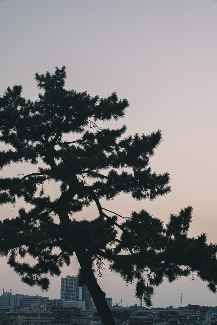 木村文乃使用モデル！Leica Elmarit 90mm F2.8オールドレンズ