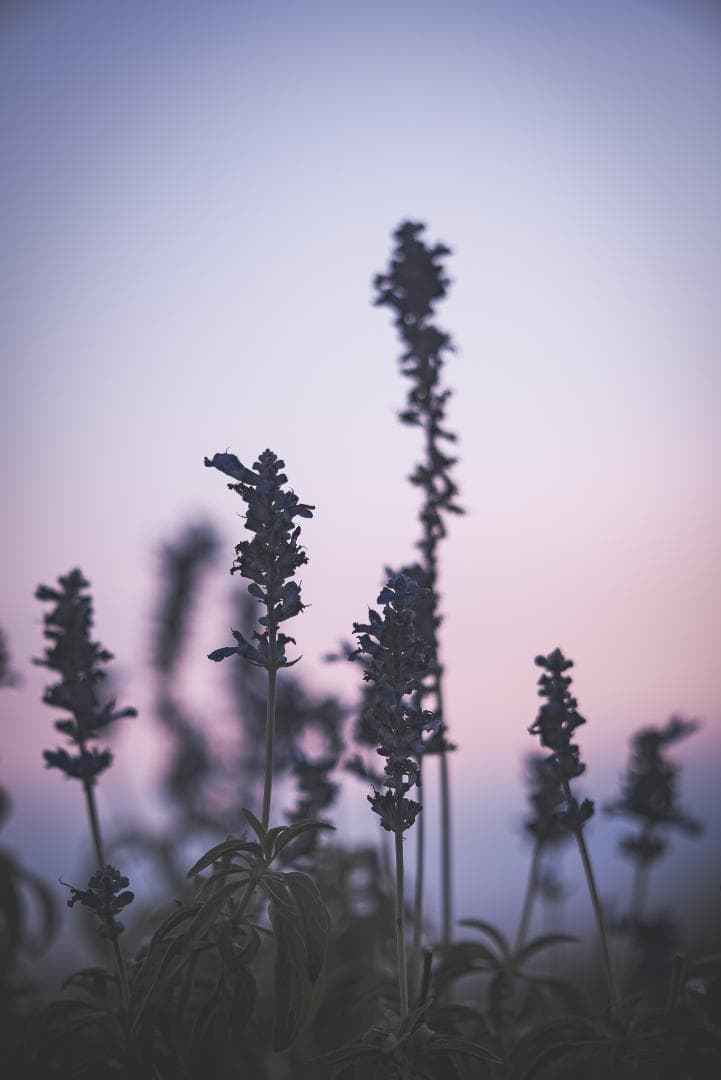 木村文乃使用モデル！Leica Elmarit 90mm F2.8オールドレンズ