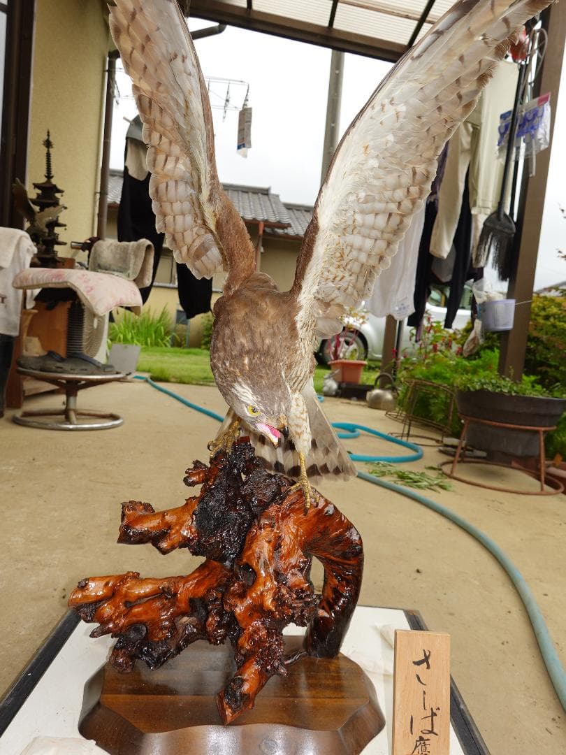 さしば鷹　剥製　(梱包・発送たのメル便5000円含)