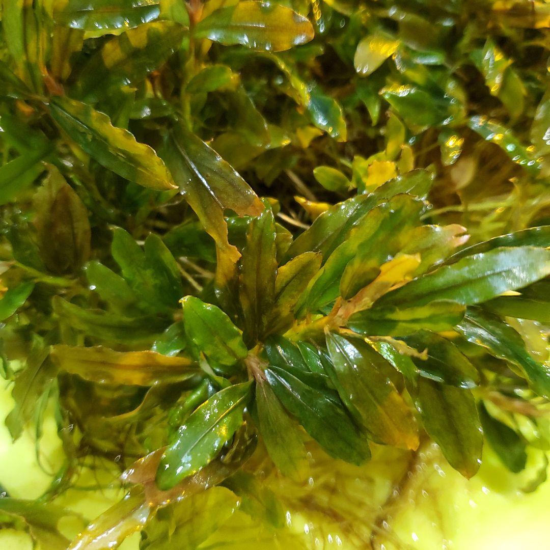 ブセファランドラ・クアラクアヤン　一塊超大量　②