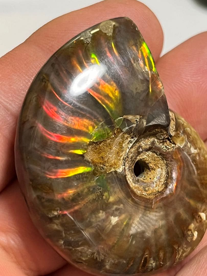 カナダ・アルバータ州産オパール化アンモナイト　ファイヤーアンモナイト約30.6g