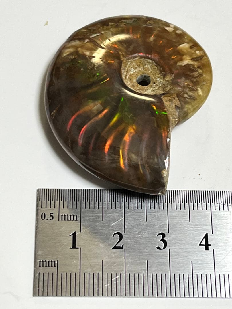 カナダ・アルバータ州産オパール化アンモナイト　ファイヤーアンモナイト約30.6g