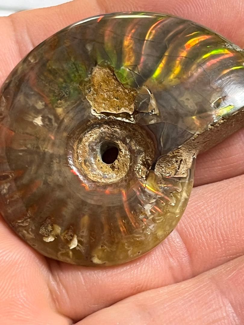 カナダ・アルバータ州産オパール化アンモナイト　ファイヤーアンモナイト約30.6g