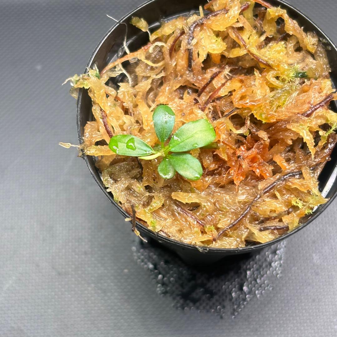 Bucephalandra sp. Aurora KN便　子株