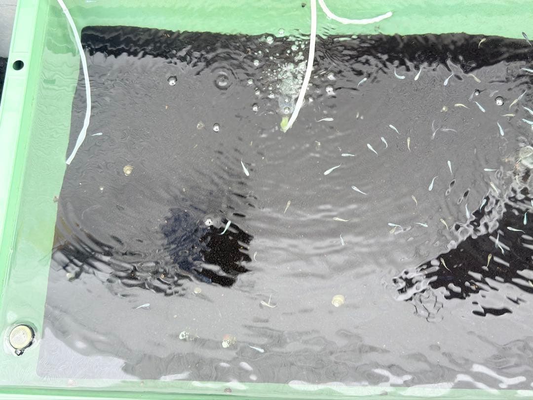 メダカ容器オーバーフロー加工トロ舟80L5個セット プラ舟 NVボックス メダカ