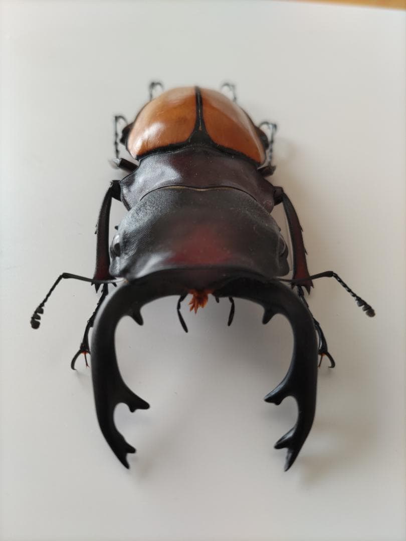 フェモラリスツヤクワガタ 標本