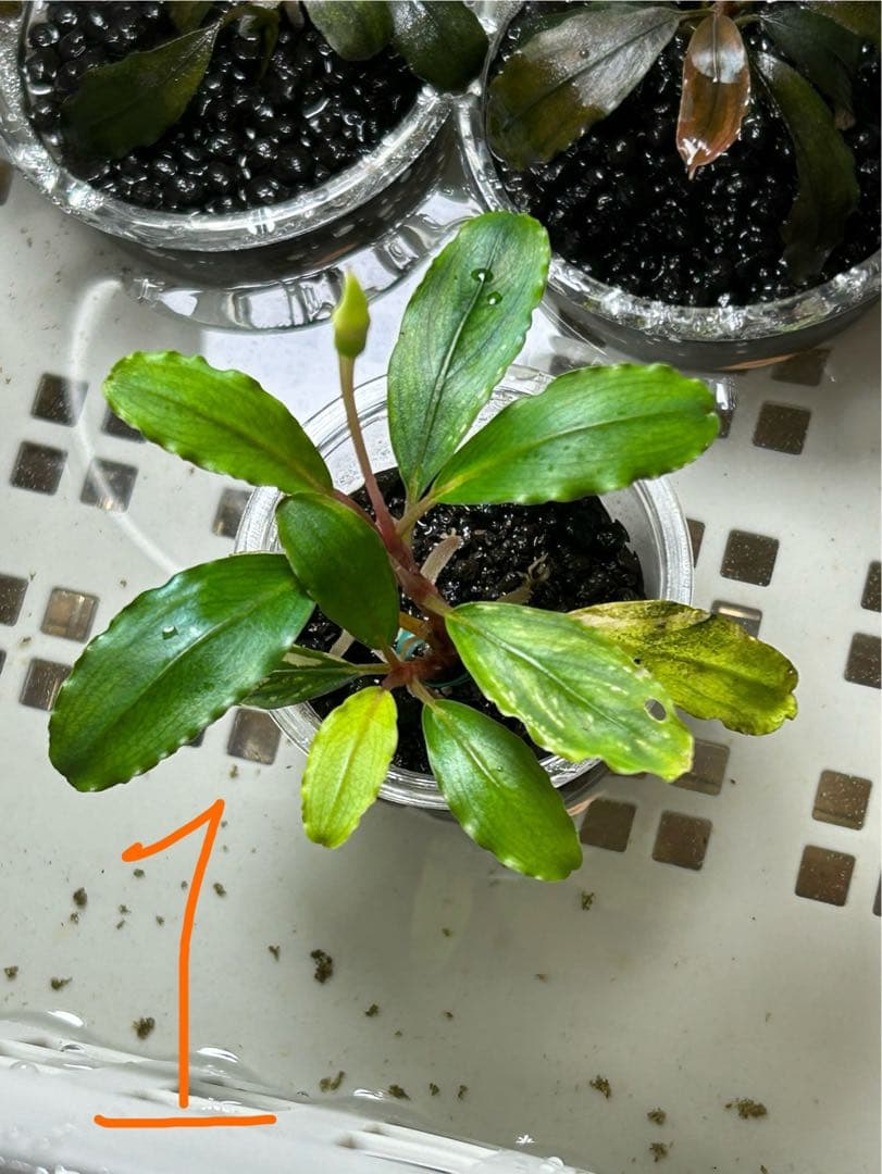 くぅさん専用、ブセファランドラspピナ　おまとめセット