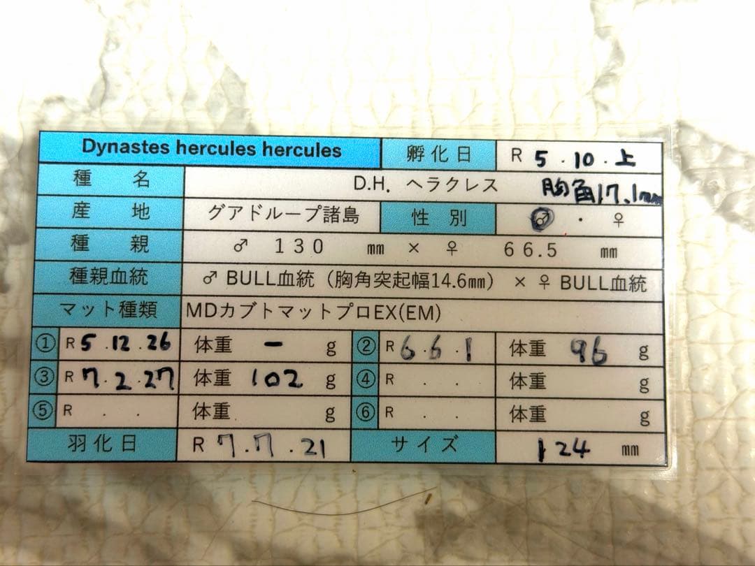 D.H ヘラクレスオオカブト標本 124mm